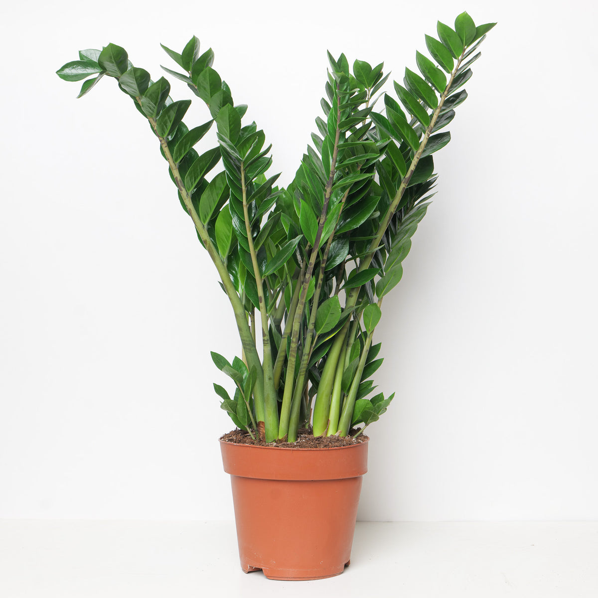 Zamioculcas Zamiifolia | ZZ Plant - House of Kojo