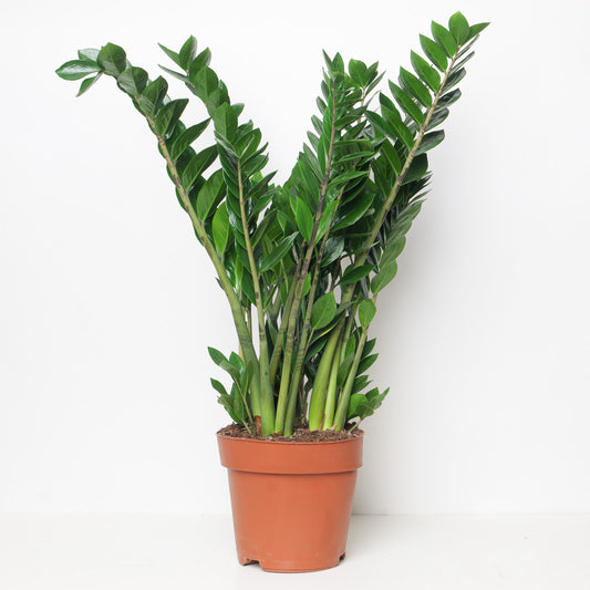 Zamioculcas Zamiifolia | ZZ Plant - House of Kojo