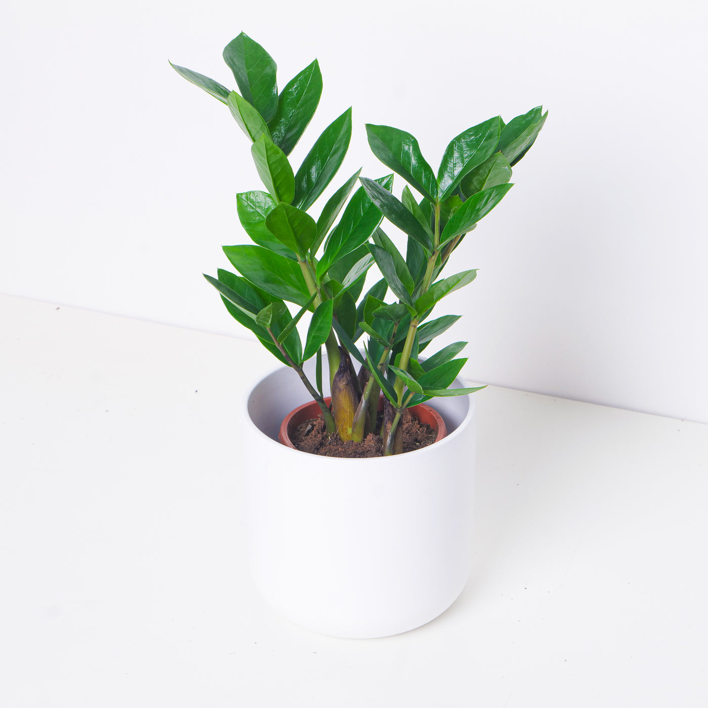 Zamioculcas Zamiifolia | ZZ Plant - House of Kojo