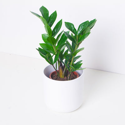 Zamioculcas Zamiifolia | ZZ Plant - House of Kojo