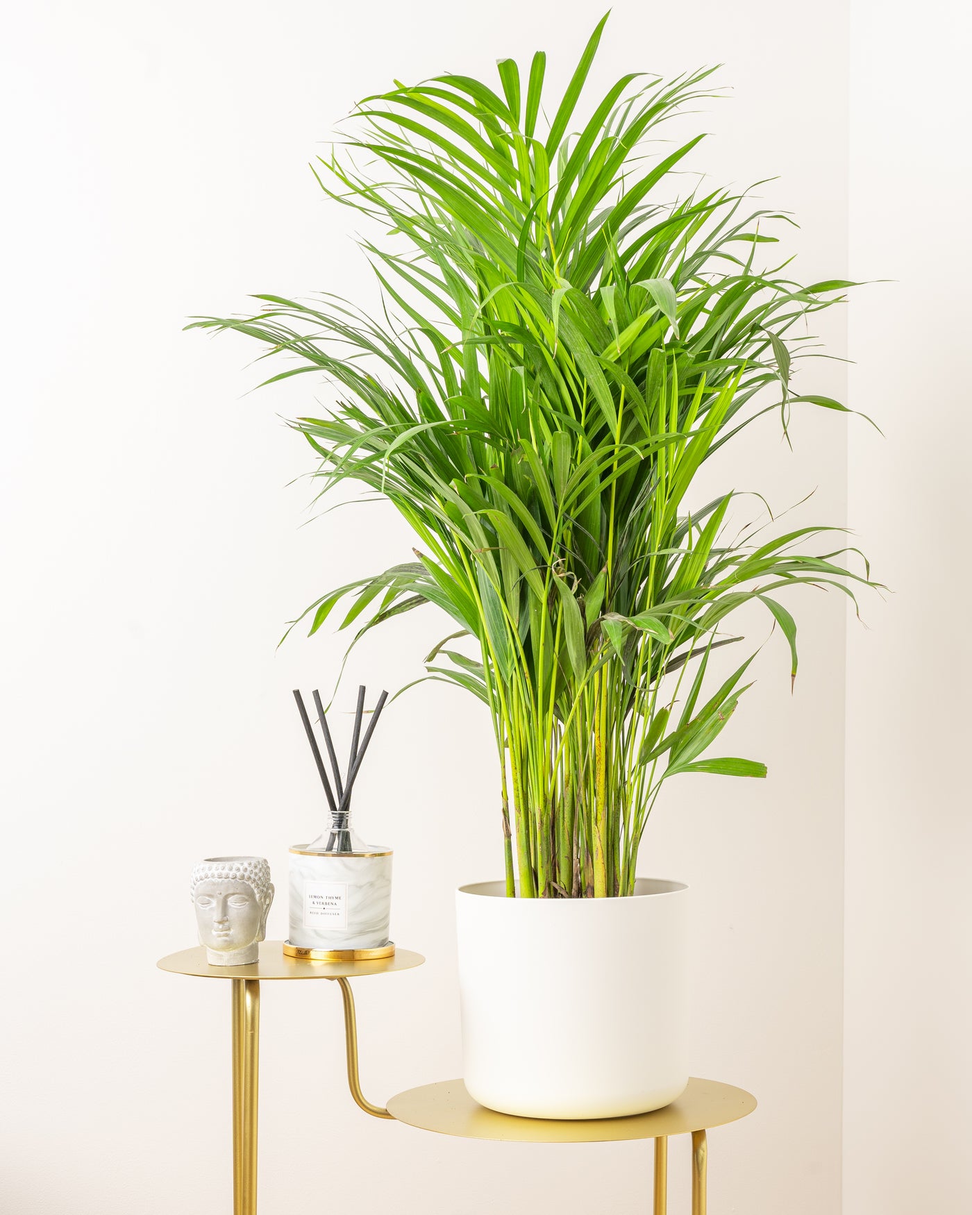 Dypsis lutescens 'Areca Palm' - House of Kojo
