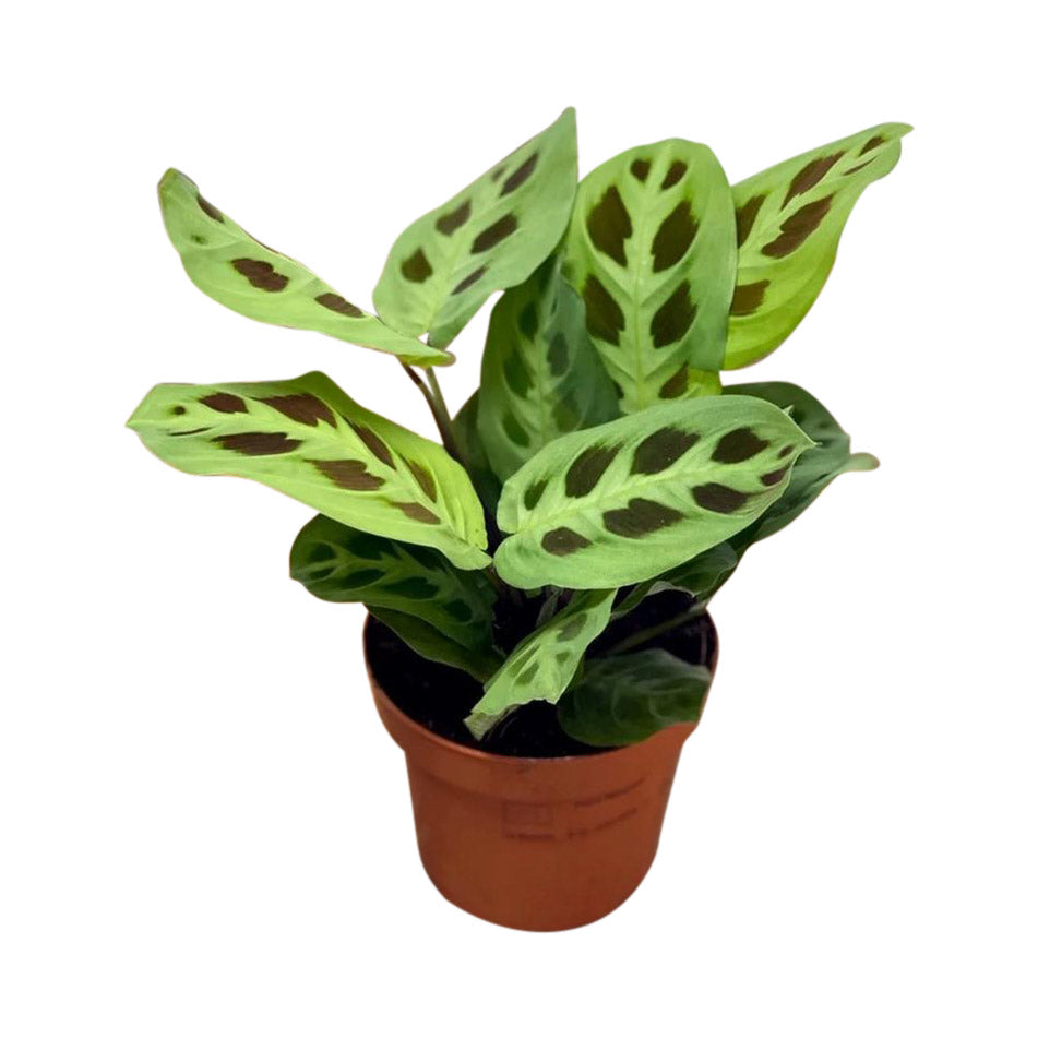 Maranta Leuconeura var Kerchoveana | Prayer Plant - House of Kojo