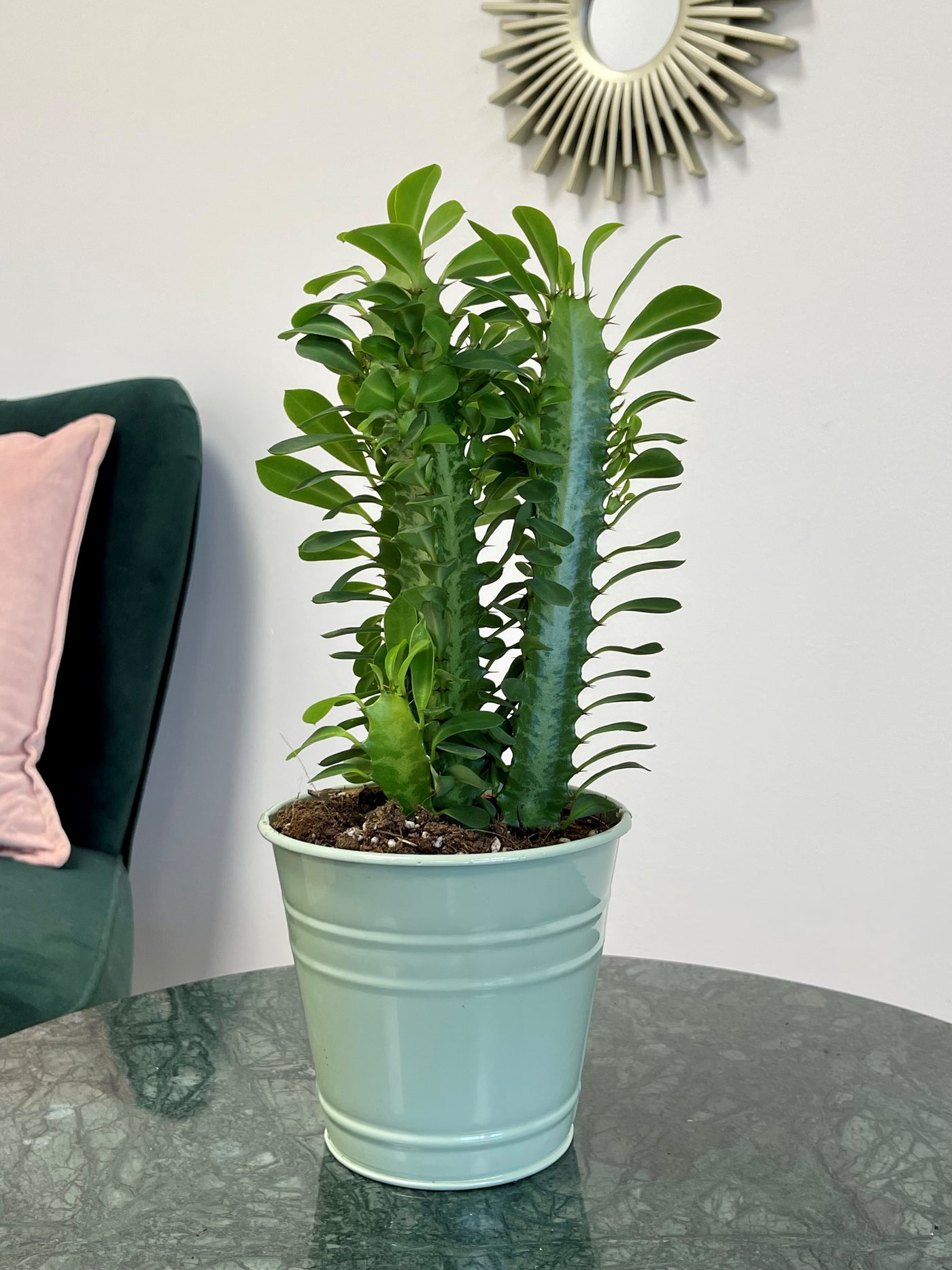 Euphorbia Trigona Green  |  Easy Care House Plant - House of Kojo