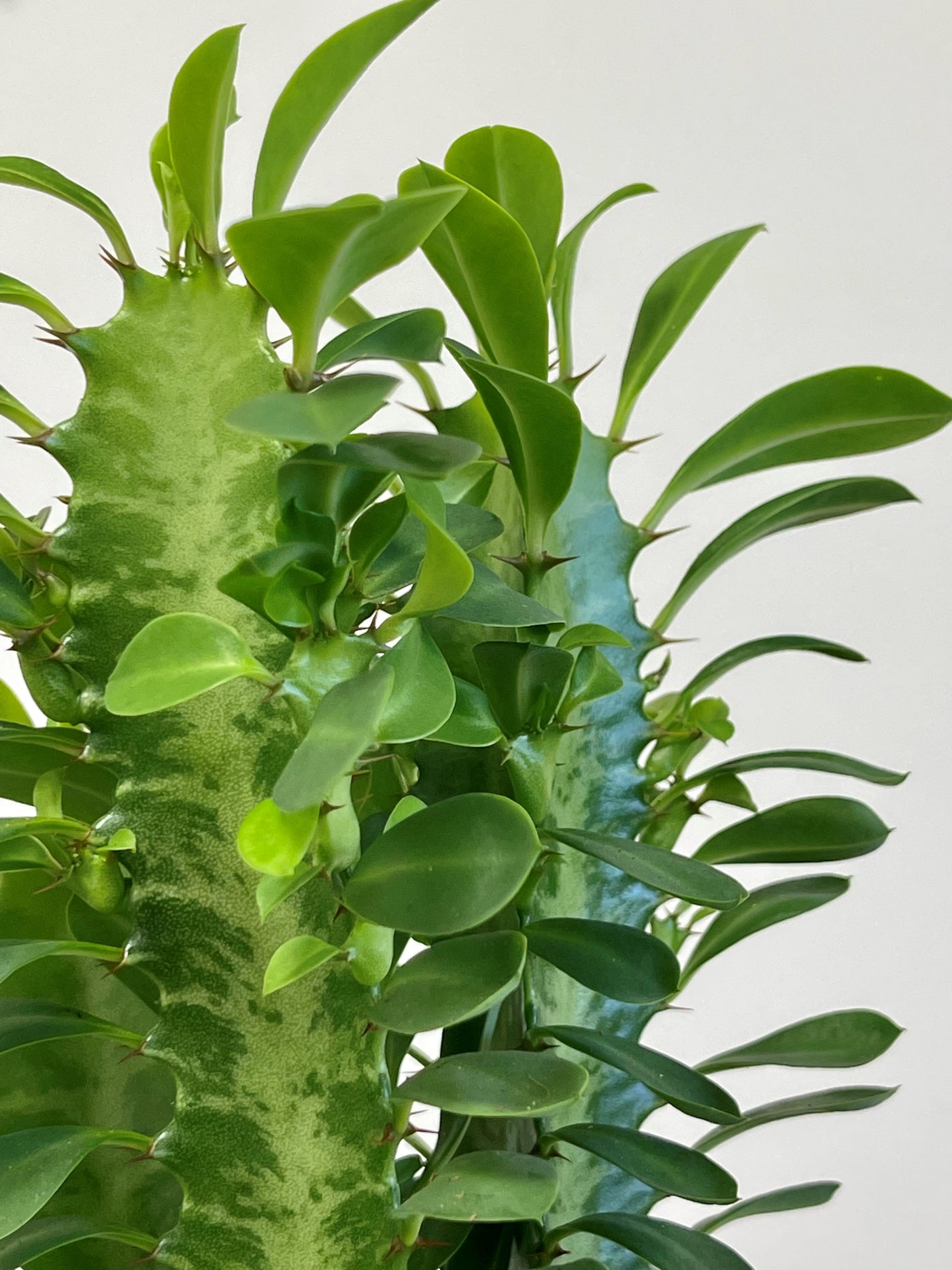 Euphorbia Trigona Green  |  Easy Care House Plant - House of Kojo