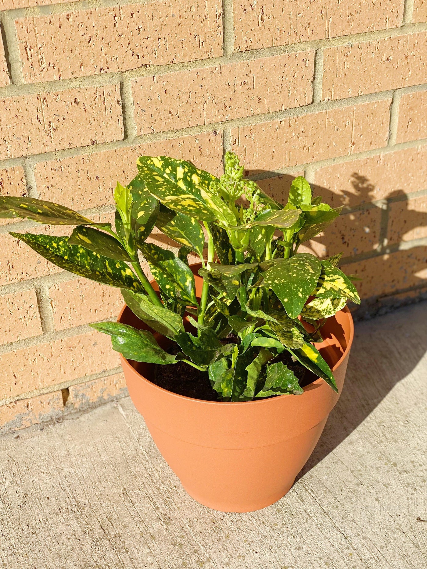 Acuba Japonica Crotonifolia | Shade Tolerant Outdoor Plant - House of Kojo