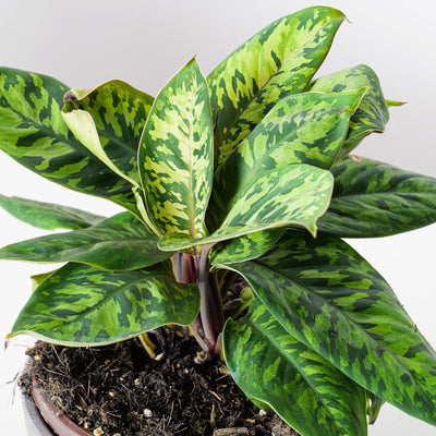 Adelonema Wallisii Camoflouge - House of Kojo