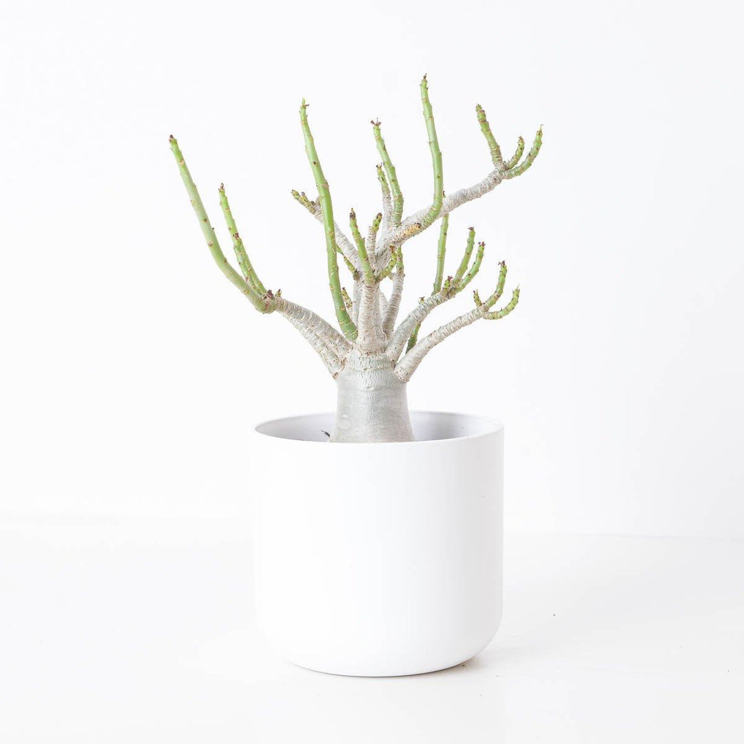 baobab house plant Adenium arabicum Baobab
