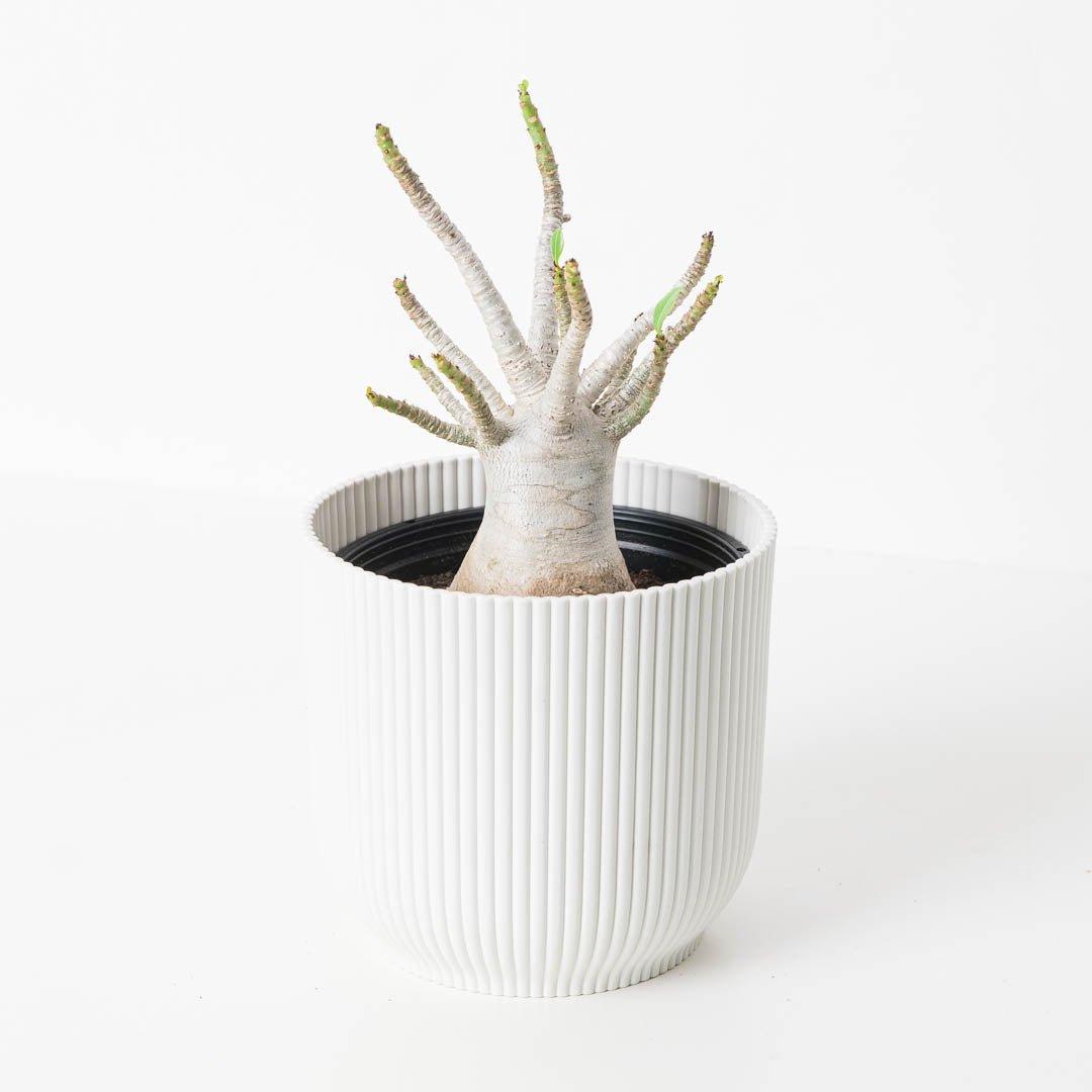 baobab house plant Adenium arabicum Baobab