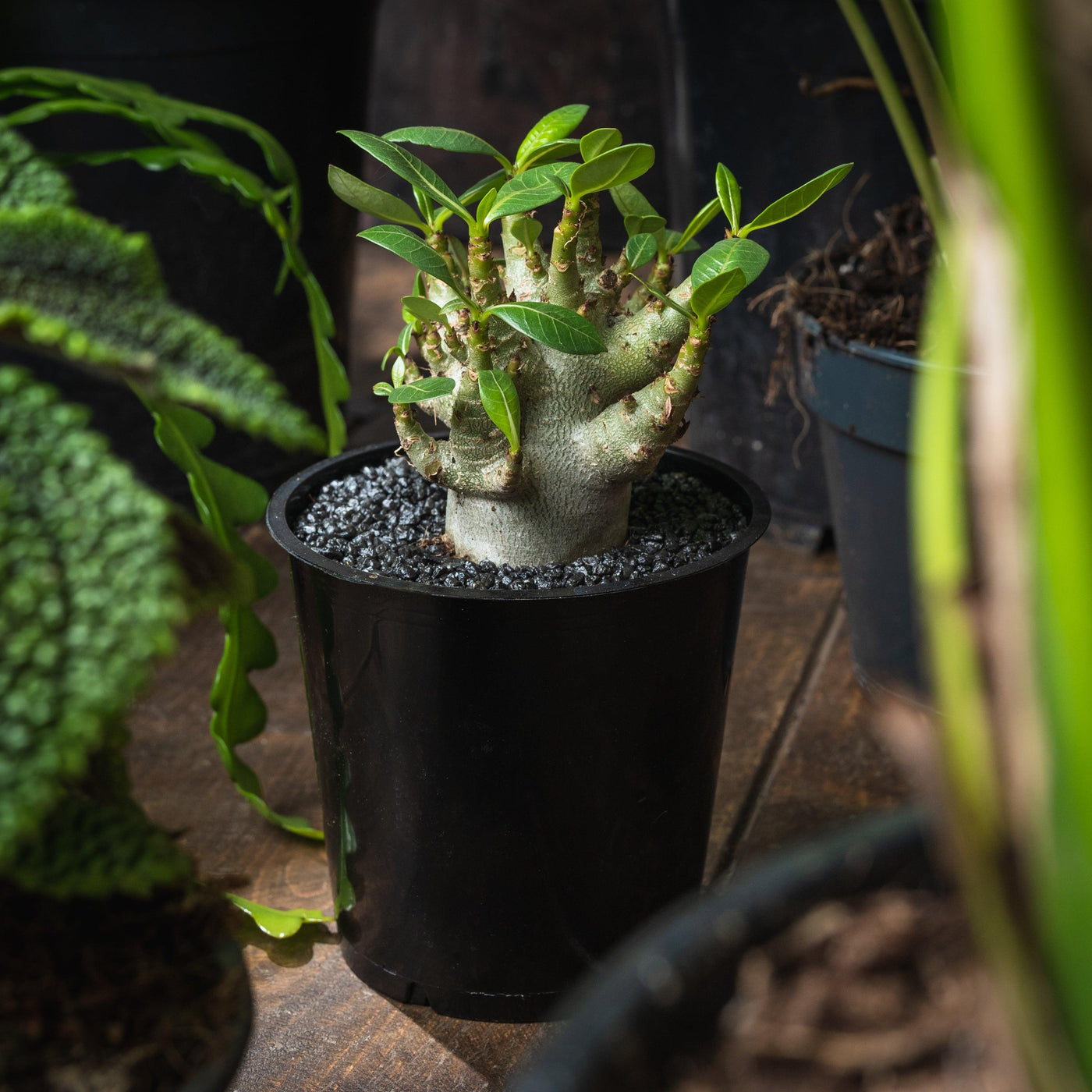 Adenium arabicum Baobab - House of Kojo