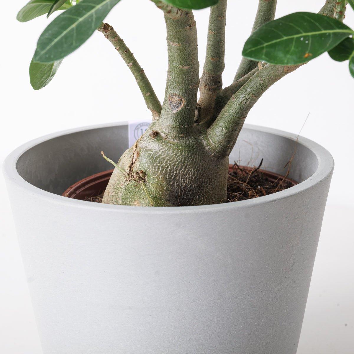 Adenium Obesum | Desert Rose - House of Kojo