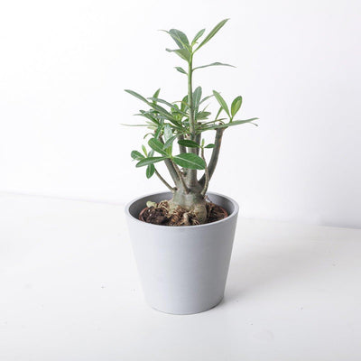 Adenium Obesum | Desert Rose - House of Kojo