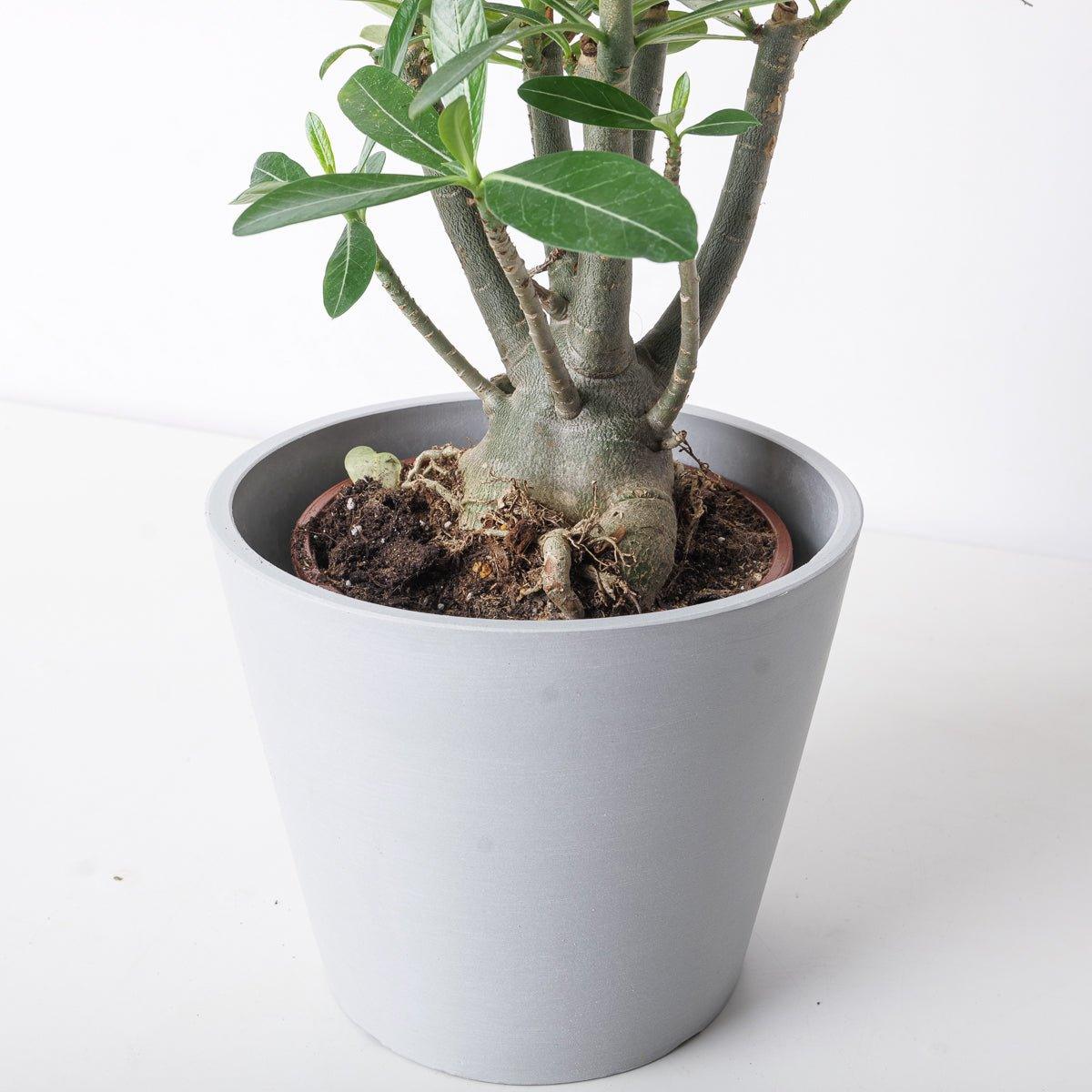 Adenium Obesum | Desert Rose - House of Kojo