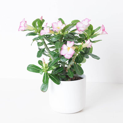 Adenium Obesum Pink | Desert Rose - House of Kojo