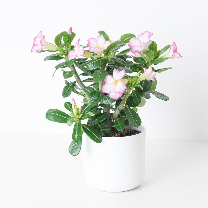 pots for adenium plants Adenium Obesum Pink | Desert Rose
