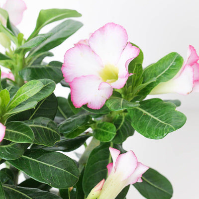 Adenium Obesum Pink | Desert Rose - House of Kojo