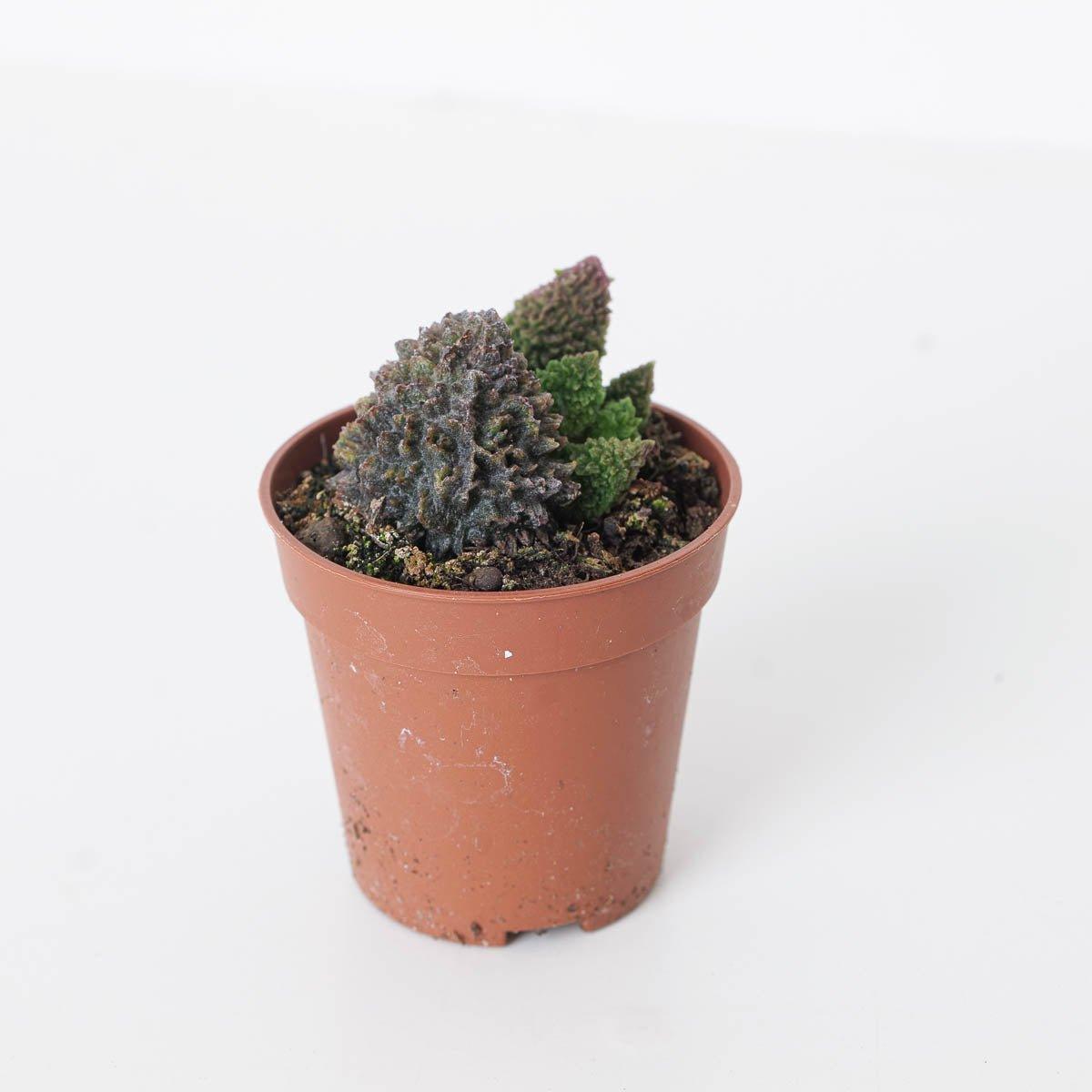 Adromischus marianiae Coral Red - House of Kojo