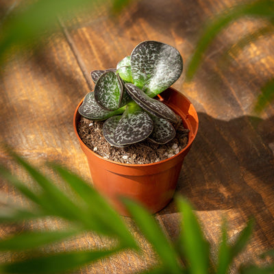 Adromischus Trigynus Calico Hearts - House of Kojo