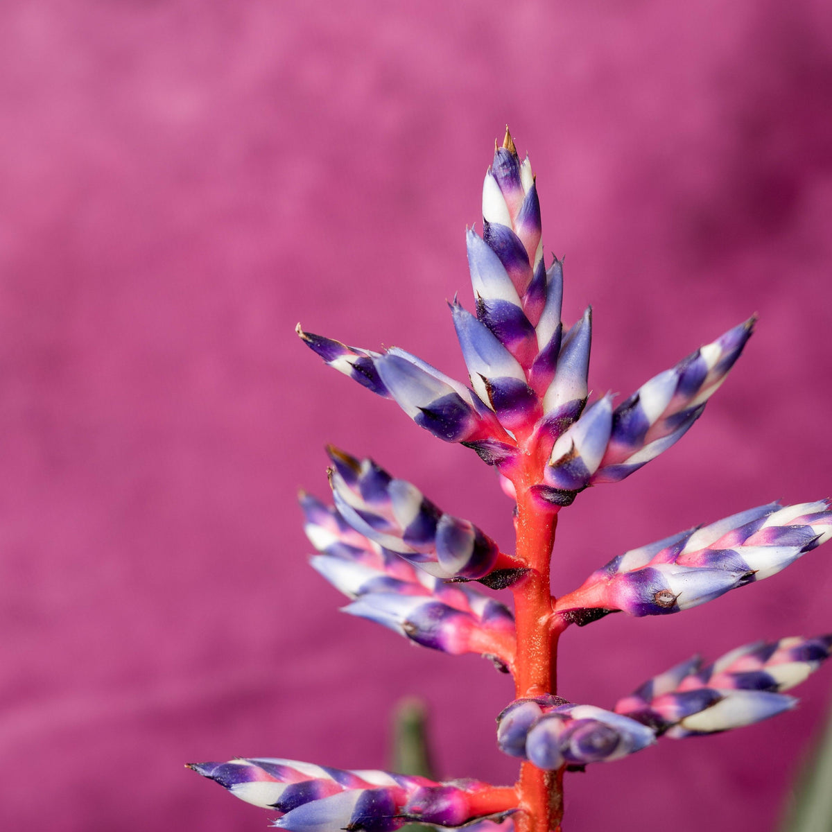Aechmea Blue Rain - House of Kojo