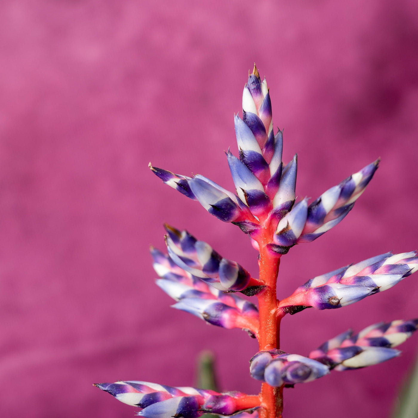 Aechmea Blue Rain - House of Kojo