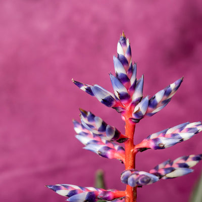 Aechmea Blue Rain - House of Kojo