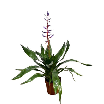 Aechmea Blue Rain - House of Kojo
