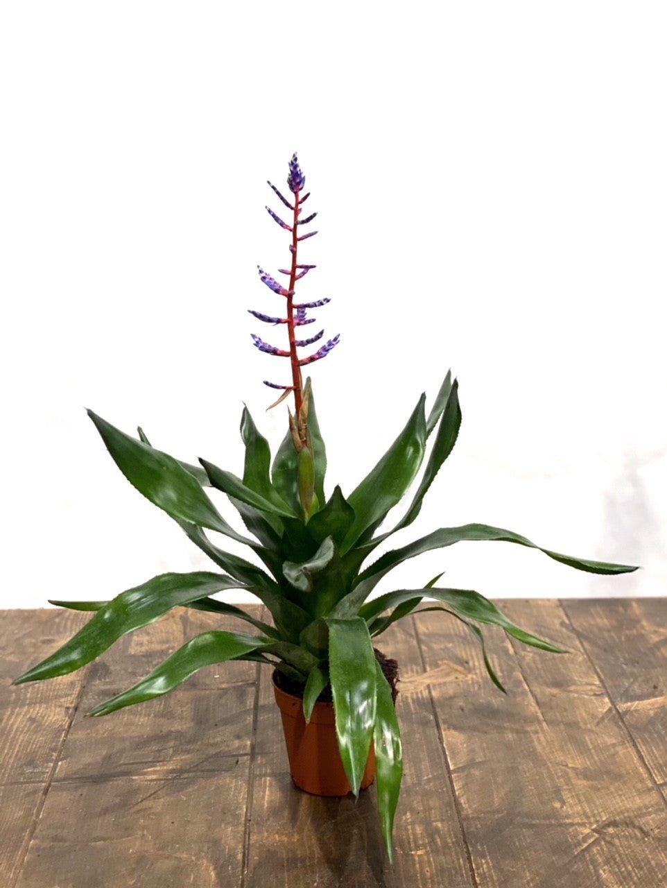 Aechmea Blue Rain