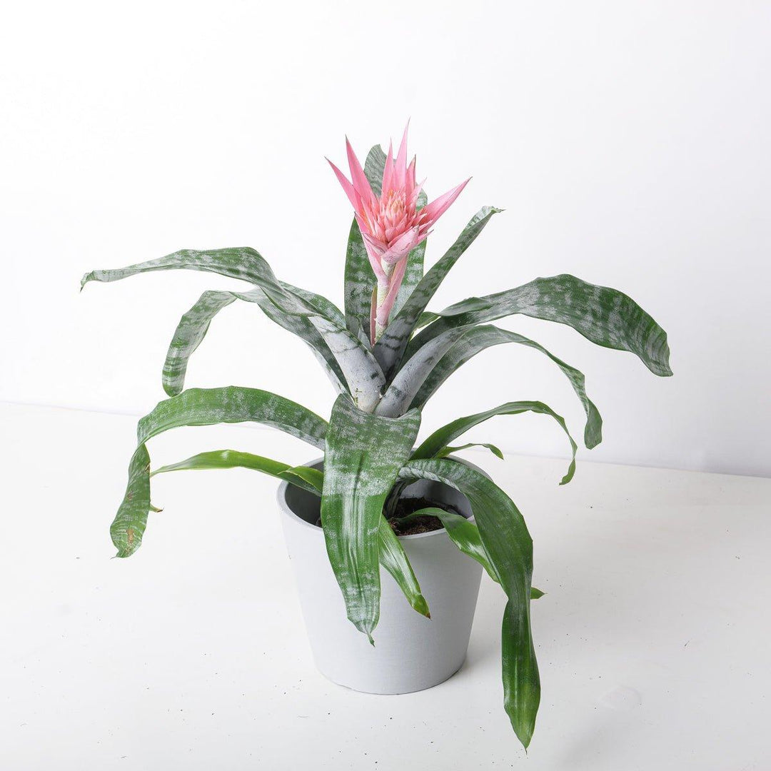 Aechmea fasciata | Indoor Plants and Accessories  House of Kojo
