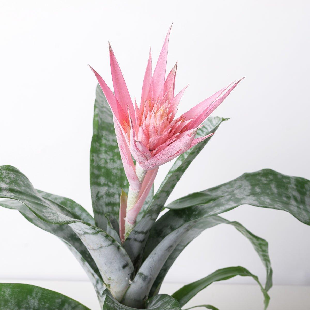 Aechmea fasciata - House of Kojo