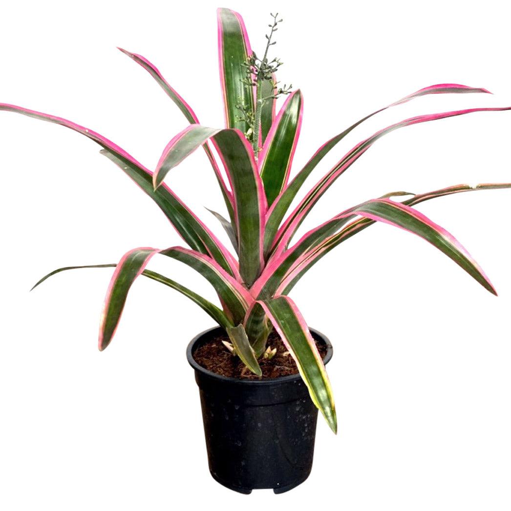 Aechmea Lueddemanniana Mend - House of Kojo