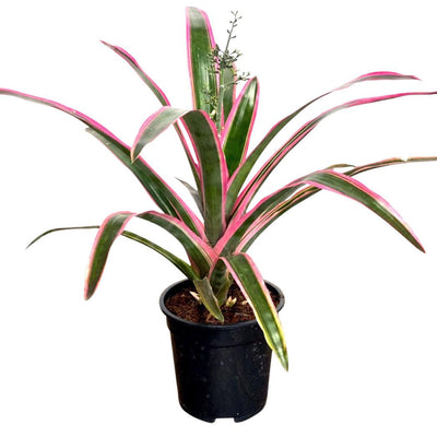 Aechmea Lueddemanniana Mend - House of Kojo