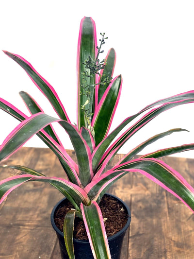 Aechmea Lueddemanniana Mend - House of Kojo