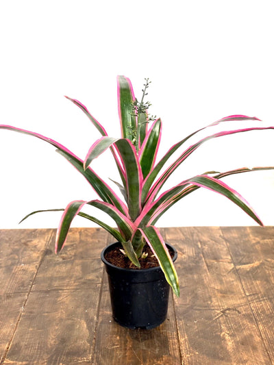 Aechmea Lueddemanniana Mend - House of Kojo