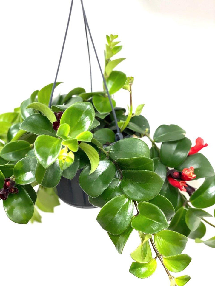 mona lisa succulent Aeschynanthus Radicans Mona Lisa | Lipstick Plant