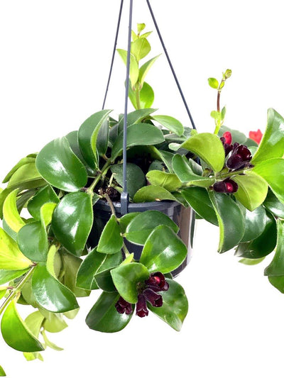 Aeschynanthus Radicans Mona Lisa | Lipstick Plant - House of Kojo