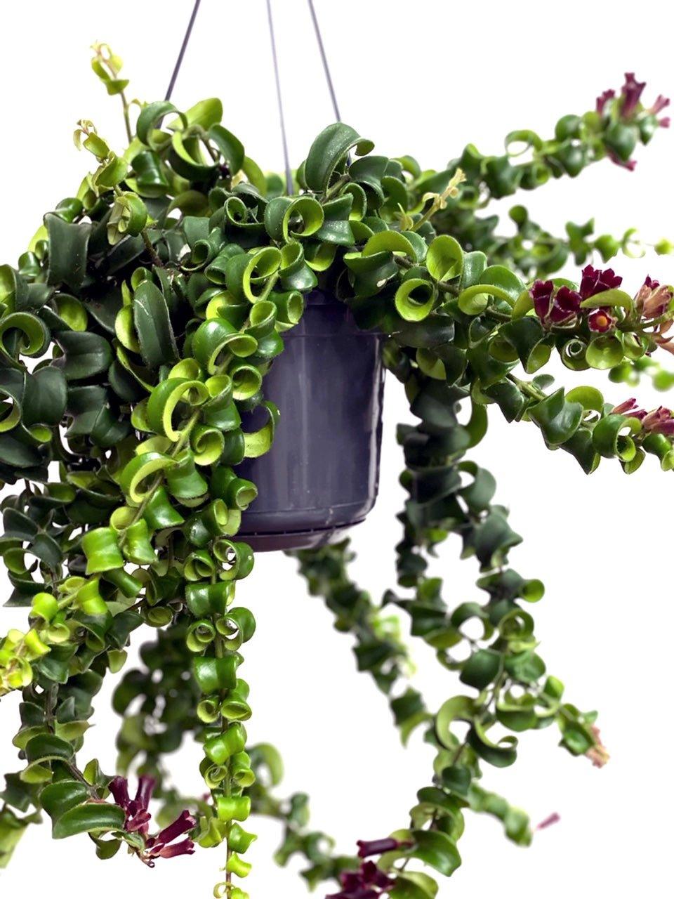 Aeschynanthus Radicans Rasta | Lipstick Plant - House of Kojo