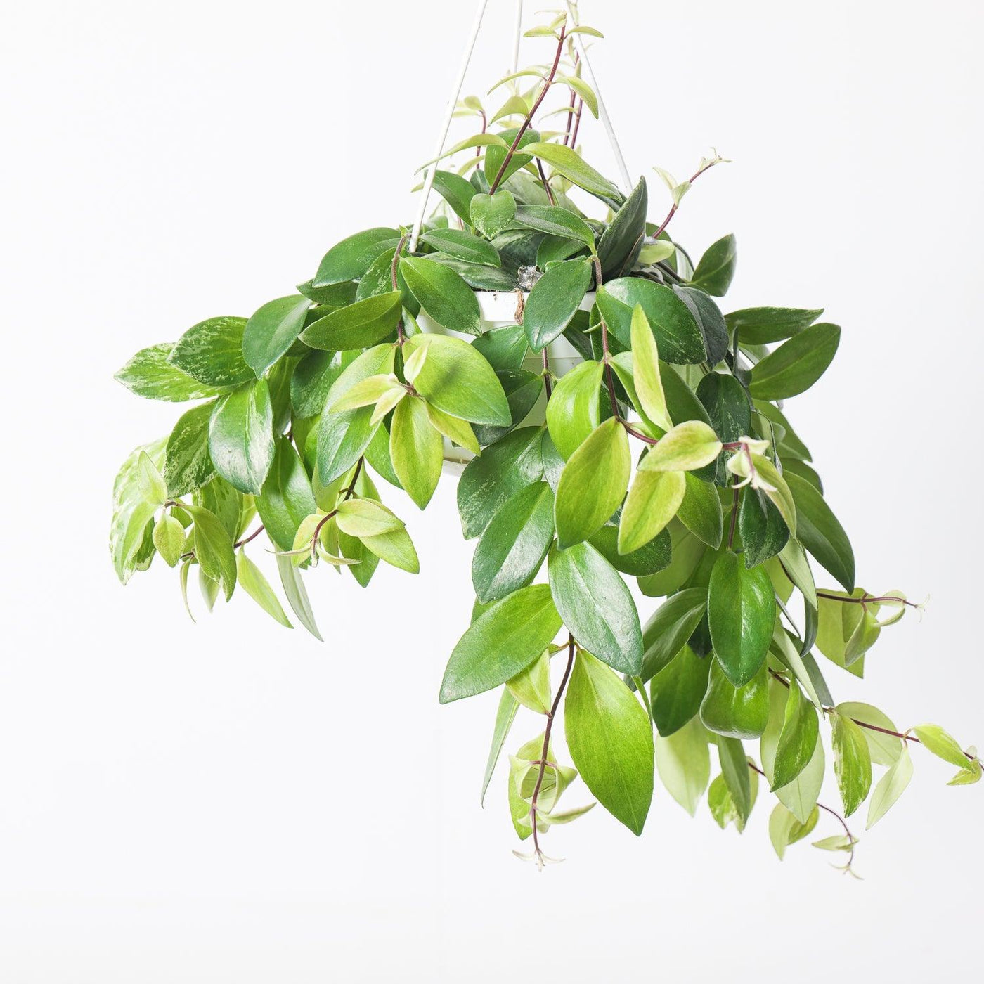 variegated house plants uk Aeschynanthus Variegated