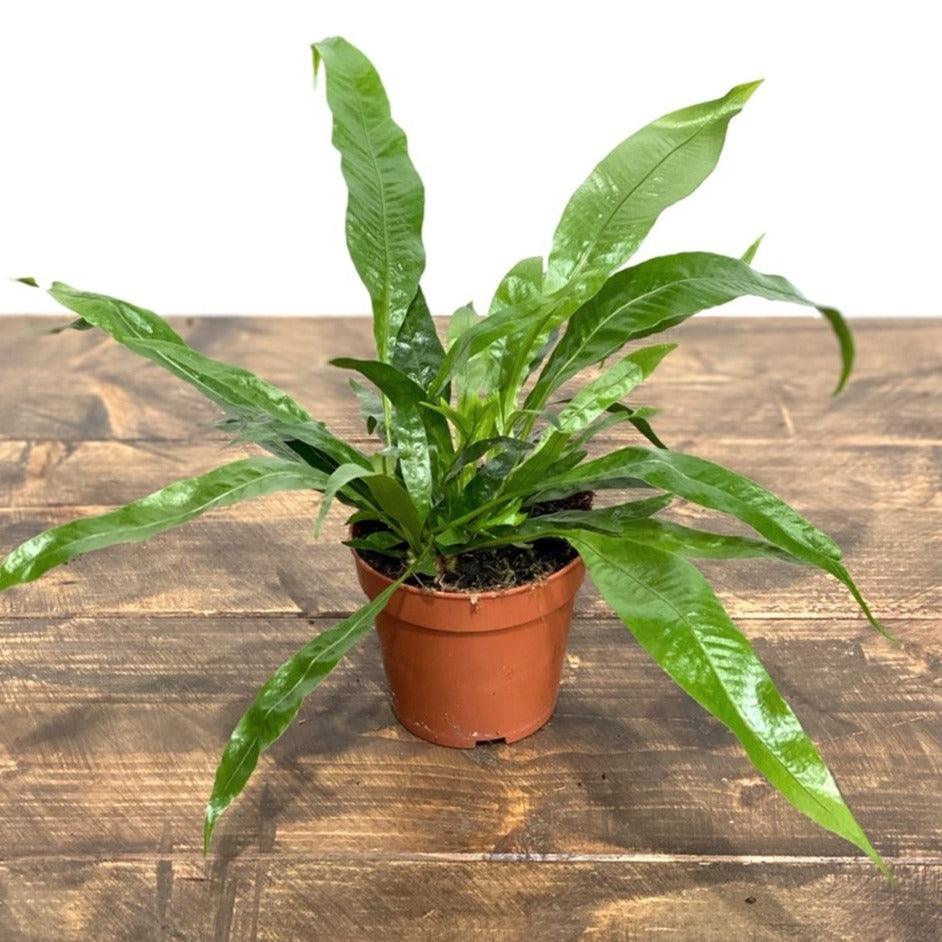 Aglaomorpha Coronans | House Plant - House of Kojo