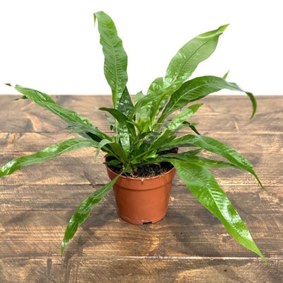 Aglaomorpha Coronans | House Plant - House of Kojo