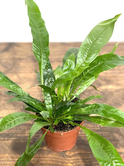 Aglaomorpha Coronans | House Plant - House of Kojo