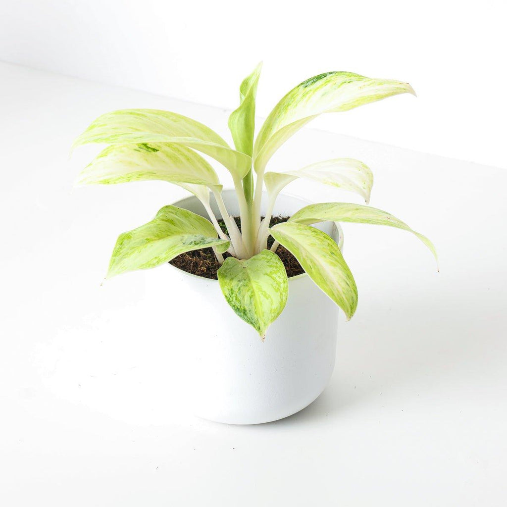 key lime aglaonema Aglaonema Arctic Lime