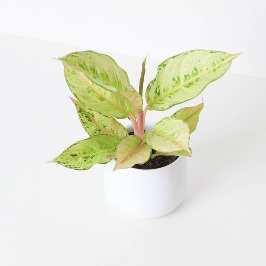 Aglaonema Chartreuse Pretty - House of Kojo