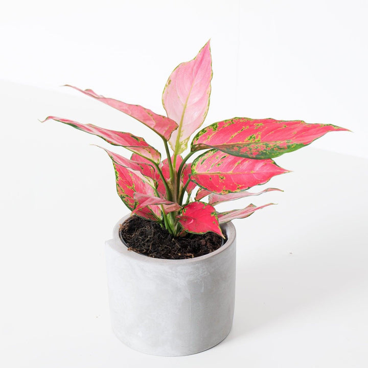 aglaonema cherry pink care Aglaonema Cherry Baby