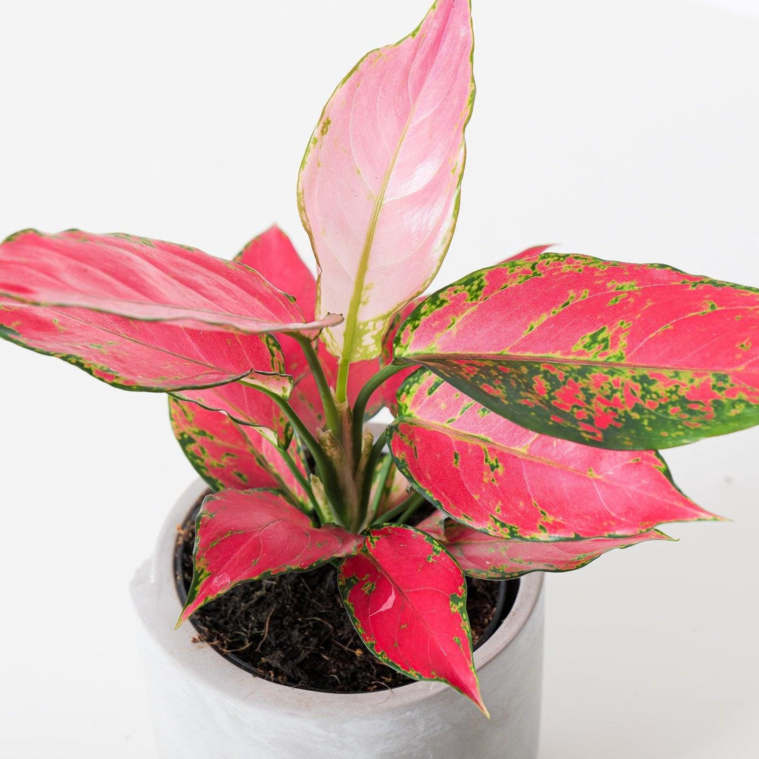 aglaonema cherry Aglaonema Cherry Baby