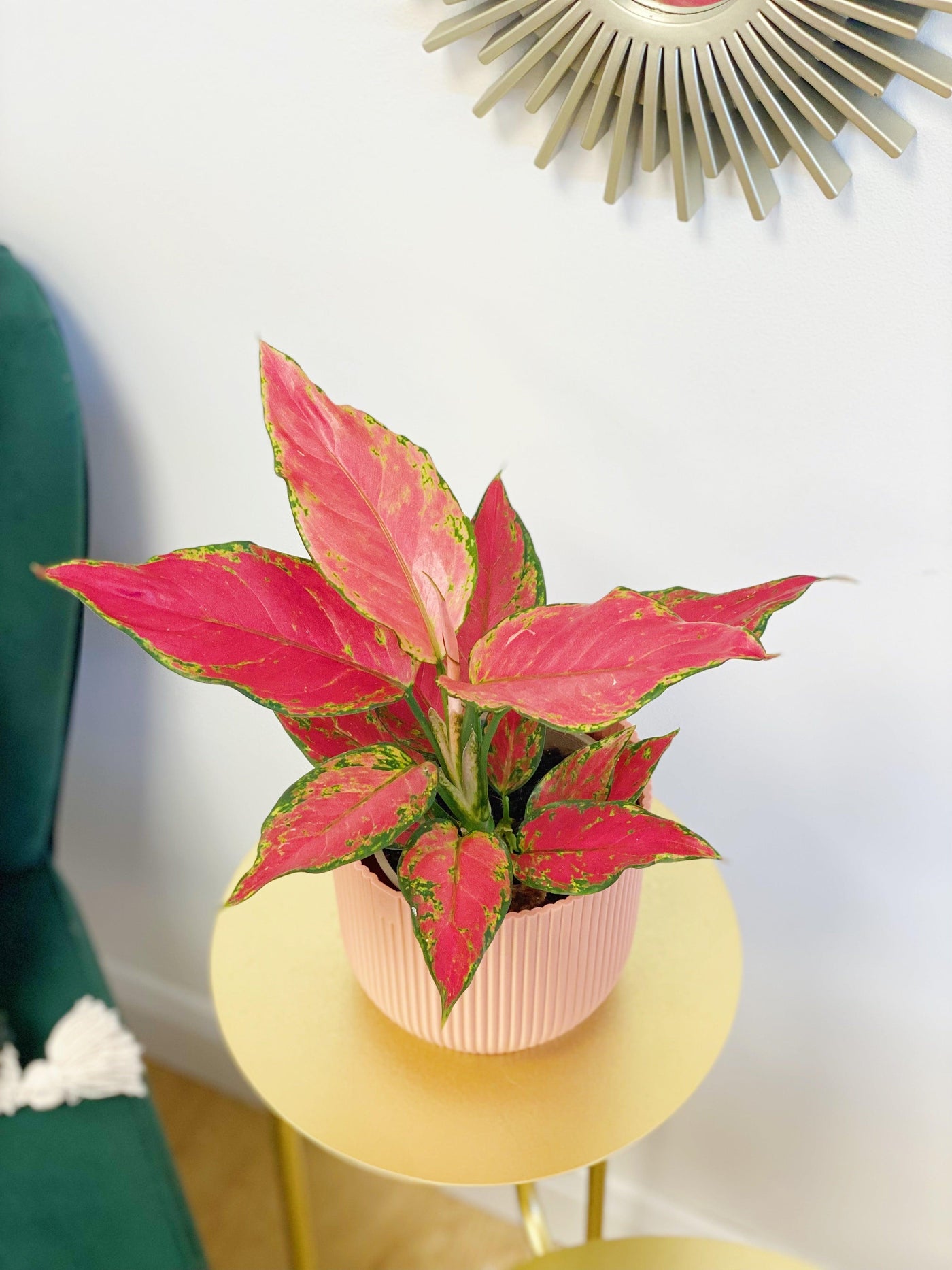 Aglaonema Cherry Star | Chinese Evergreen House Plant - House of Kojo
