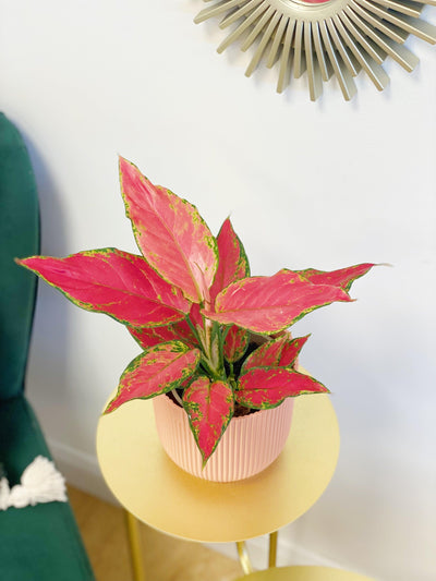Aglaonema Cherry Star | Chinese Evergreen House Plant - House of Kojo