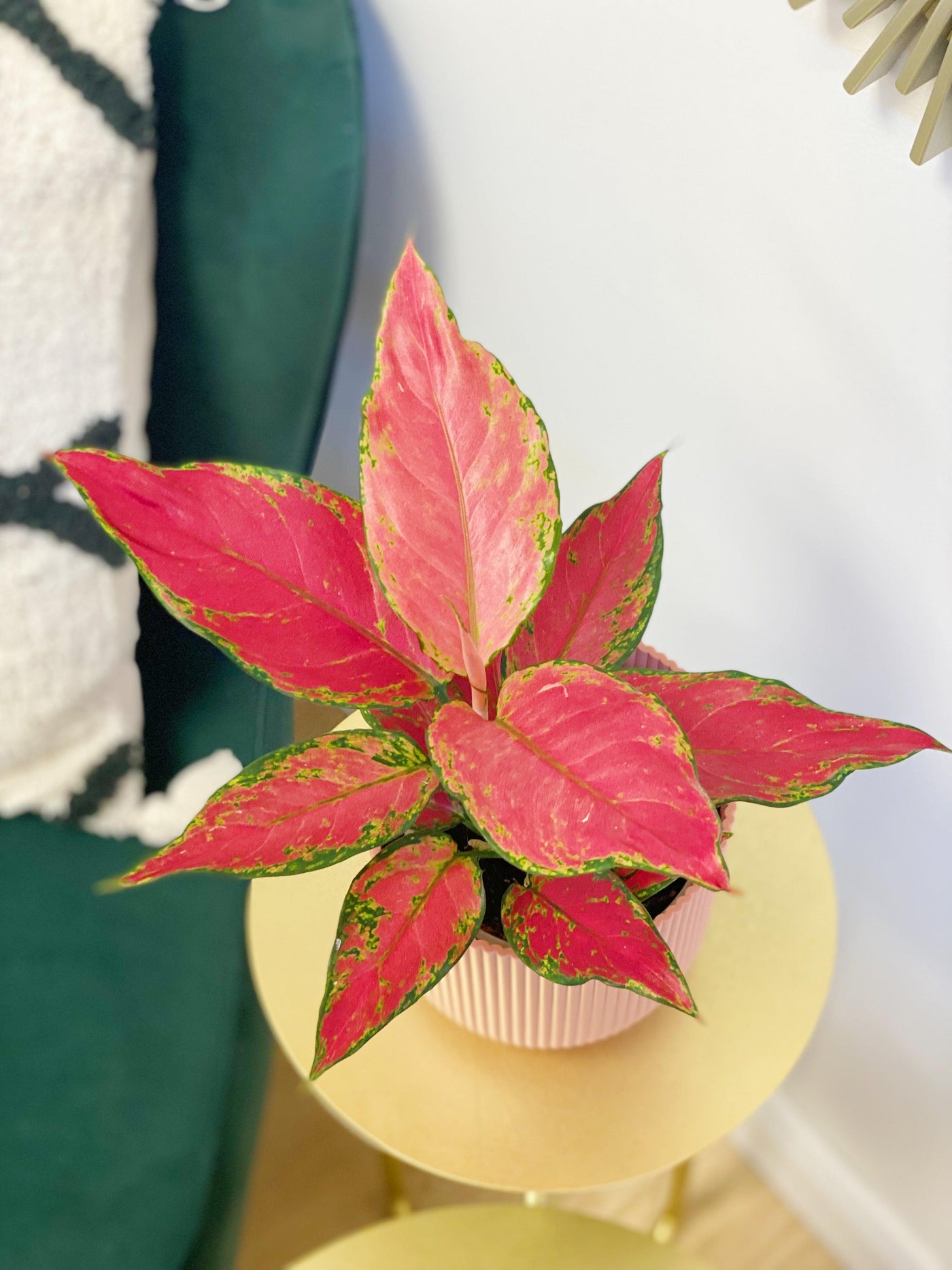 Aglaonema Cherry Star | Chinese Evergreen House Plant - House of Kojo