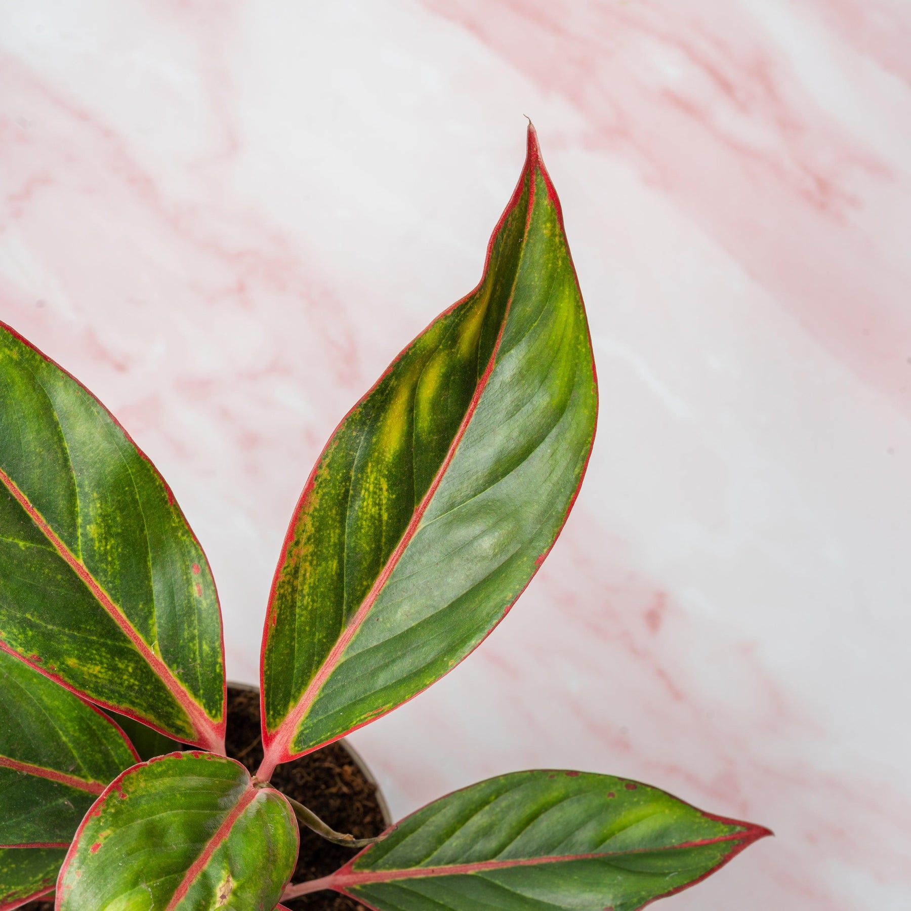 aglaonema creta chinese Aglaonema Crete