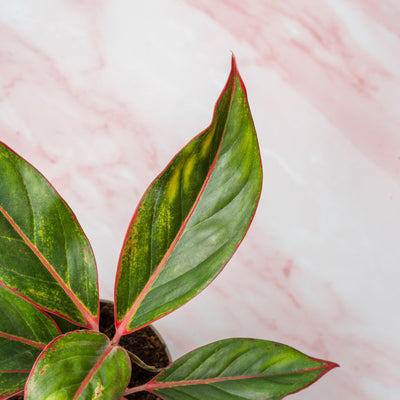 Aglaonema Crete - House of Kojo