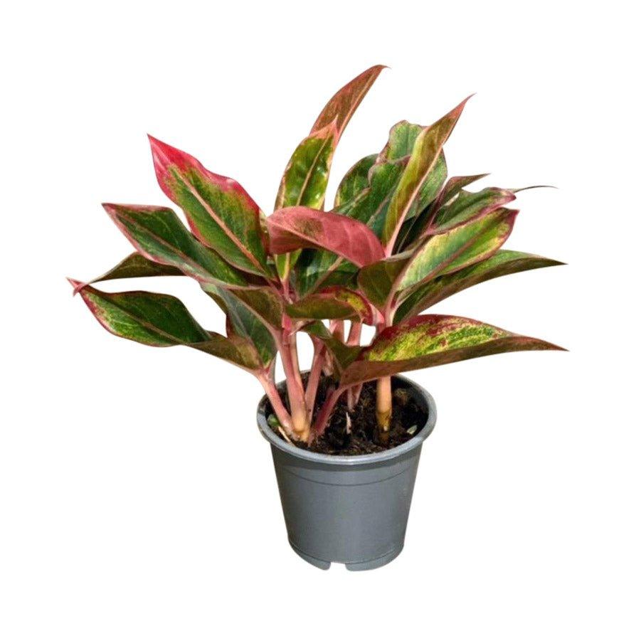 Aglaonema Crete - House of Kojo