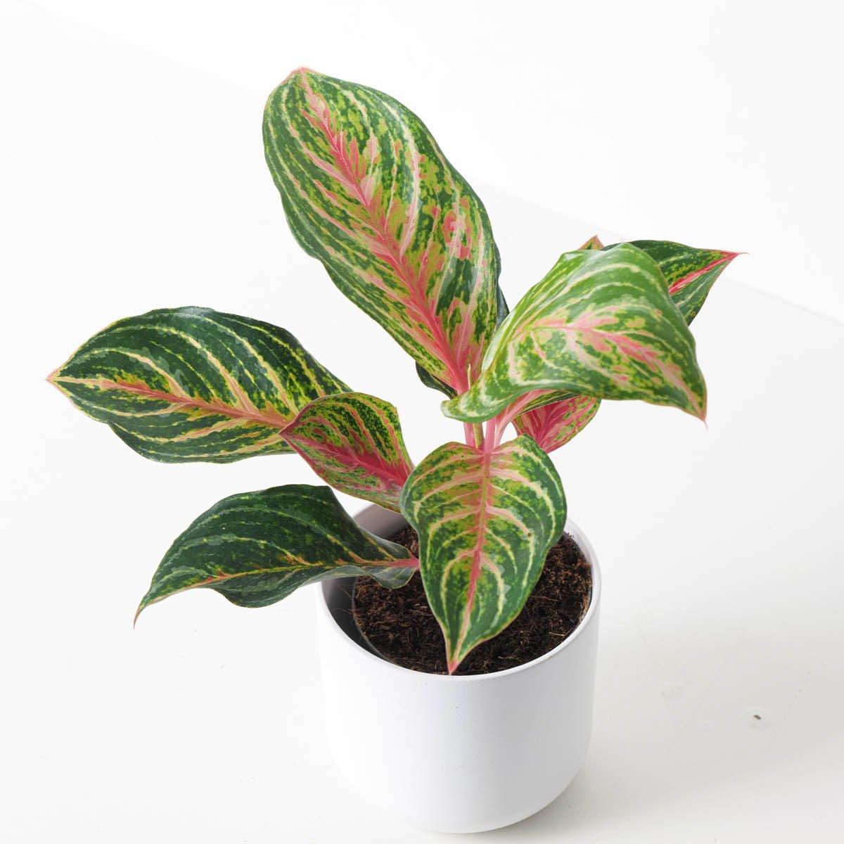 Aglaonema 'Dreamcatcher' - House of Kojo